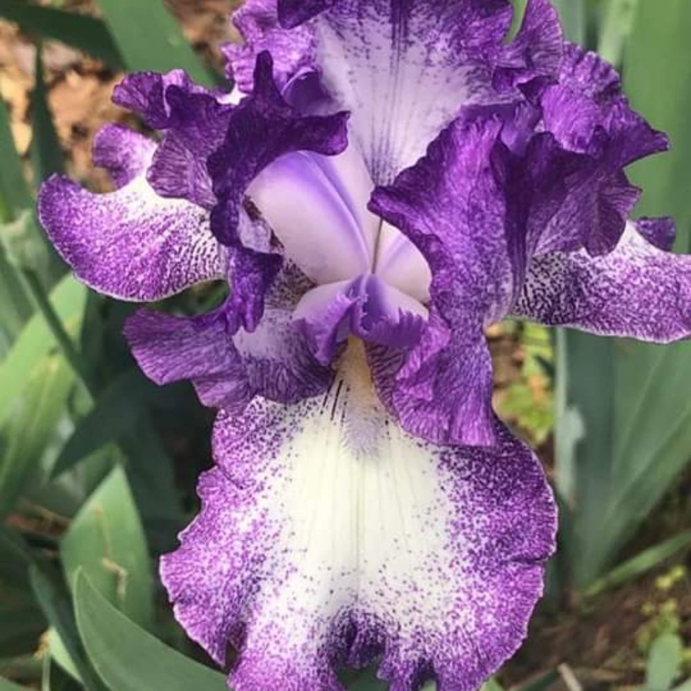 Meet your Posher, Acacia